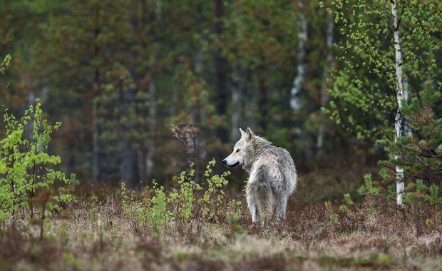 Lobo